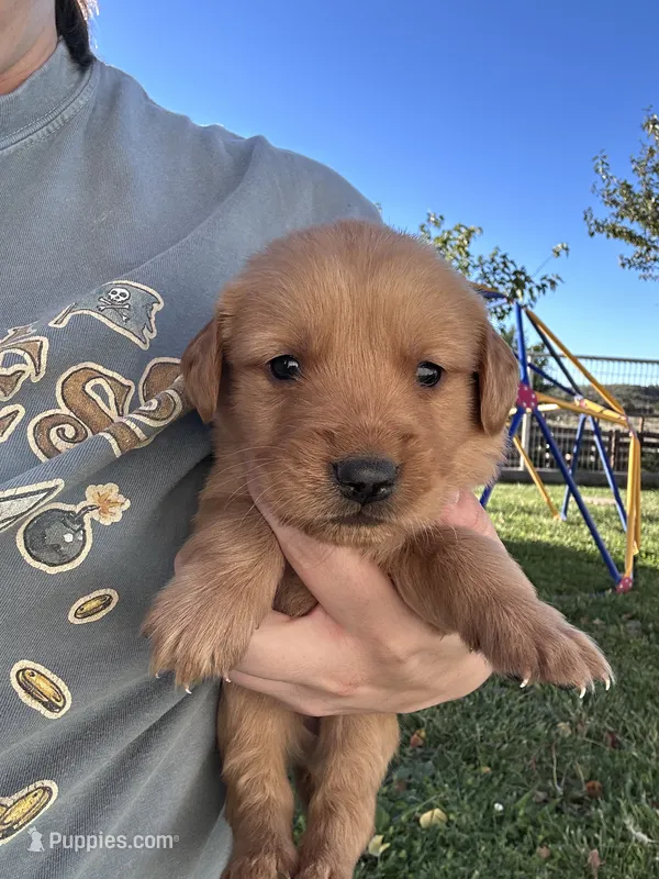 Jake (blue) – Golden Retriever puppy for sale in Show Low, AZ