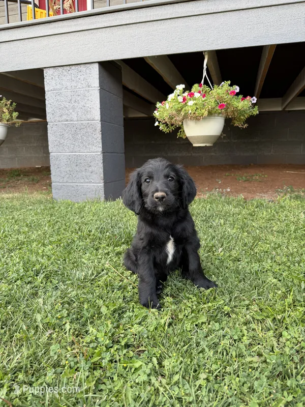 Coal – Goldendoodle puppy for sale in Show Low, AZ