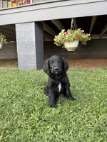 Coal, a male Goldendoodle for sale in Show Low, AZ – 1 of 5