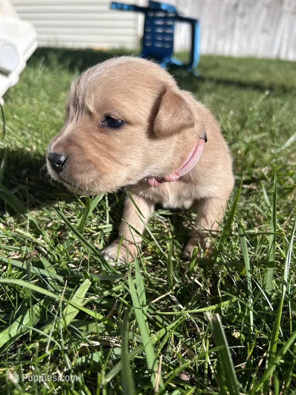 Roxie (pink) – Golden Retriever puppy for sale in Show Low, AZ