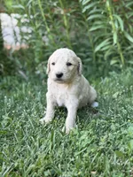 Luna , a female Goldendoodle for sale in Show Low, AZ – 3 of 3
