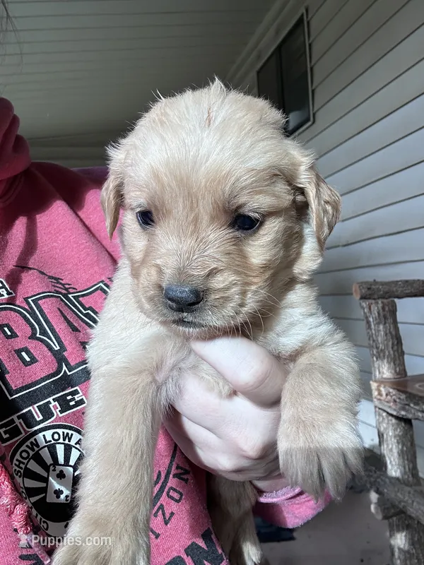 Tucker (yellow) – Golden Retriever puppy for sale in Show Low, AZ