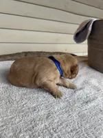 Jake (blue), a male Golden Retriever for sale in Show Low, AZ – 2 of 6
