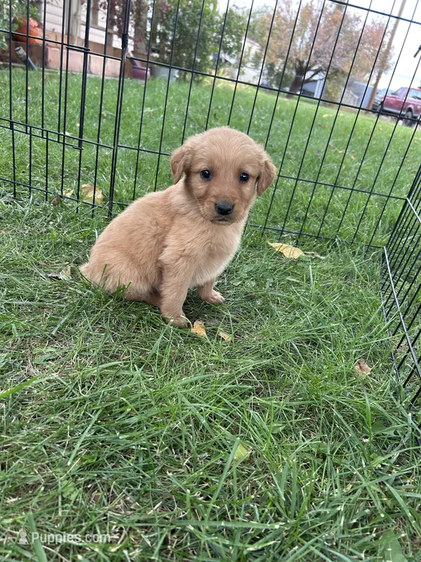 Max (Teal) – Golden Retriever puppy for sale in Show Low, AZ