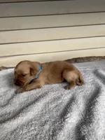 Max (Teal), a male Golden Retriever for sale in Show Low, AZ – 2 of 6