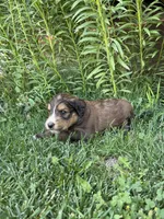 Finn, a male Goldendoodle for sale in Show Low, AZ – 2 of 4