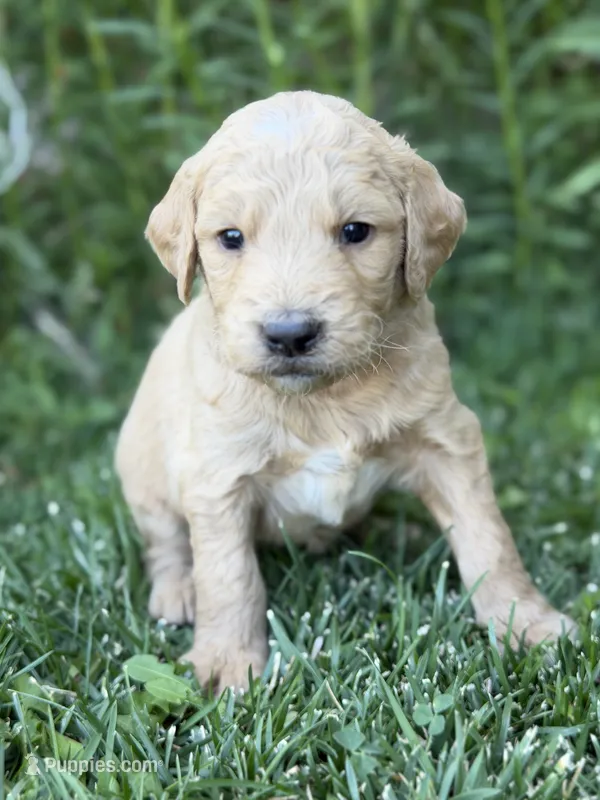 Cooper – Goldendoodle puppy for sale in Show Low, AZ