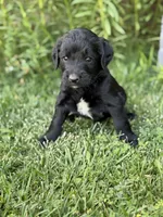 Winnie, a female Goldendoodle for sale in Show Low, AZ – 2 of 4