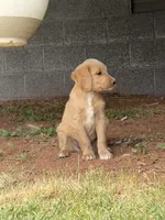 Orion, a female Goldendoodle for sale in Show Low, AZ – 3 of 6