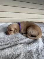 Marley (purple), a female Golden Retriever for sale in Show Low, AZ – 3 of 7