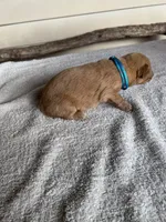 Max (Teal), a male Golden Retriever for sale in Show Low, AZ – 4 of 6