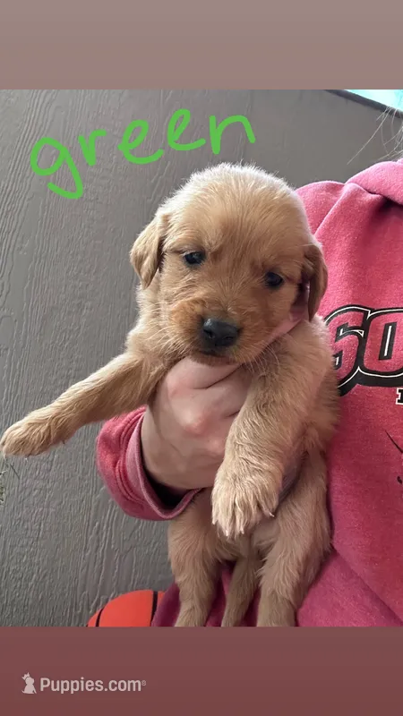 Duke (green) – Golden Retriever puppy for sale in Show Low, AZ