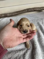 Tucker (yellow), a male Golden Retriever for sale in Show Low, AZ – 1 of 6