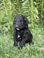 Poppy, a female Goldendoodle for sale in Show Low, AZ – 1 of 3