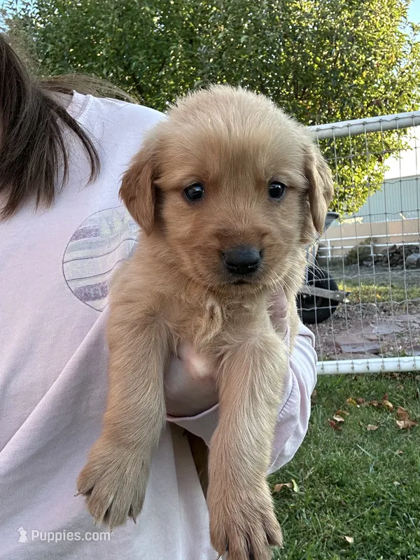 Jake (blue) – Golden Retriever puppy for sale in Show Low, AZ