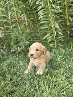 Orion, a female Goldendoodle for sale in Show Low, AZ – 3 of 3