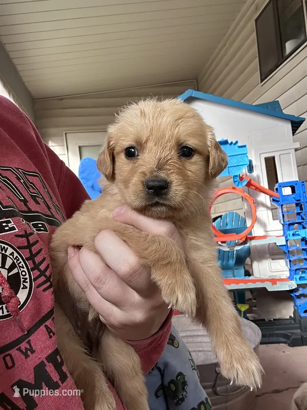 Roxie (pink) – Golden Retriever puppy for sale in Show Low, AZ