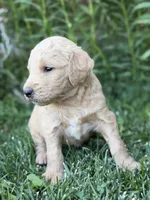 Cooper, a male Goldendoodle for sale in Show Low, AZ – 3 of 3
