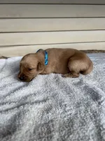 Max (Teal), a male Golden Retriever for sale in Show Low, AZ – 3 of 6
