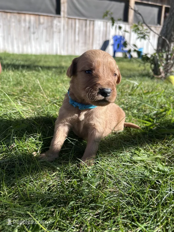 Max (Teal) – Golden Retriever puppy for sale in Show Low, AZ