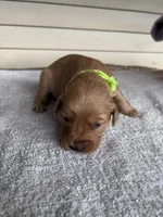 Cooper (lime green), a male Golden Retriever for sale in Show Low, AZ – 2 of 6