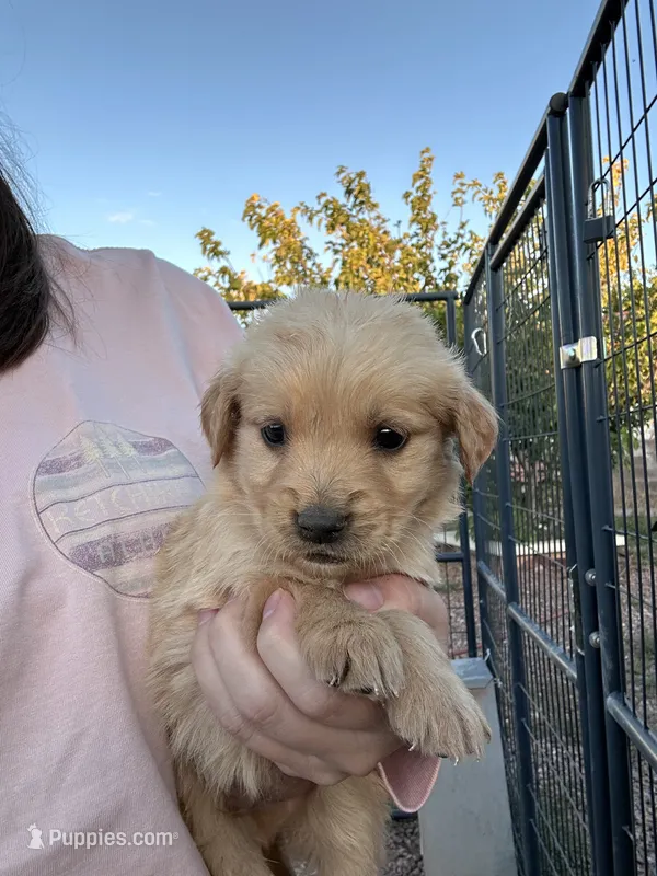 Tucker (yellow) – Golden Retriever puppy for sale in Show Low, AZ