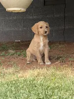 Orion, a female Goldendoodle for sale in Show Low, AZ – 2 of 6