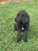 Charlie , a female Goldendoodle for sale in Show Low, AZ – 3 of 6
