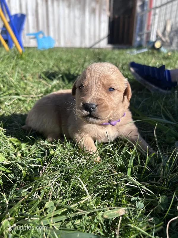 Marley (purple) – Golden Retriever puppy for sale in Show Low, AZ