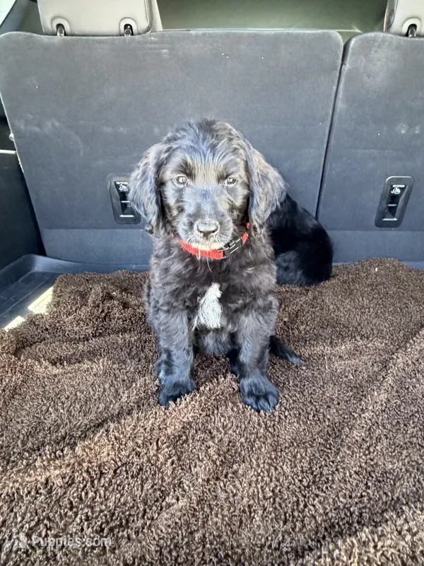 Poppy – Goldendoodle puppy for sale in Show Low, AZ