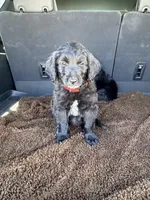 Poppy, a female Goldendoodle for sale in Show Low, AZ – 1 of 5