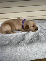 Marley (purple), a female Golden Retriever for sale in Show Low, AZ – 5 of 7