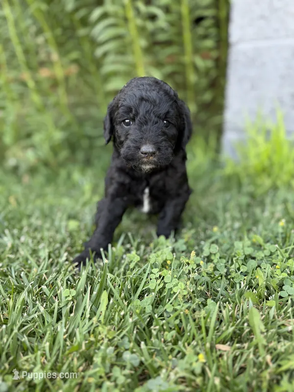 Coal – Goldendoodle puppy for sale in Show Low, AZ