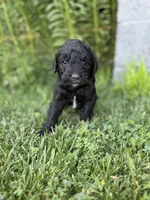Coal, a male Goldendoodle for sale in Show Low, AZ – 1 of 3