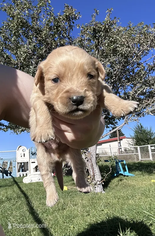 Tucker (yellow) – Golden Retriever puppy for sale in Show Low, AZ