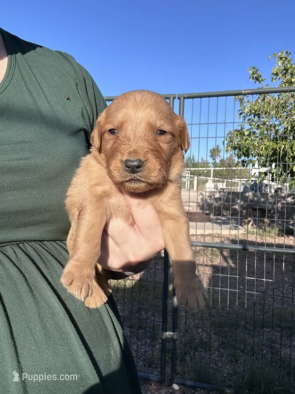 Max (Teal) – Golden Retriever puppy for sale in Show Low, AZ