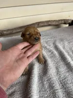 Buddy (orange), a male Golden Retriever for sale in Show Low, AZ – 2 of 6