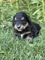 Scout, a male Golden Retriever and Poodle - Standard  for sale in Show Low, AZ – 2 of 5