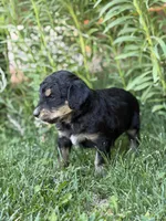 Scout, a male Golden Retriever and Poodle - Standard  for sale in Show Low, AZ – 4 of 5