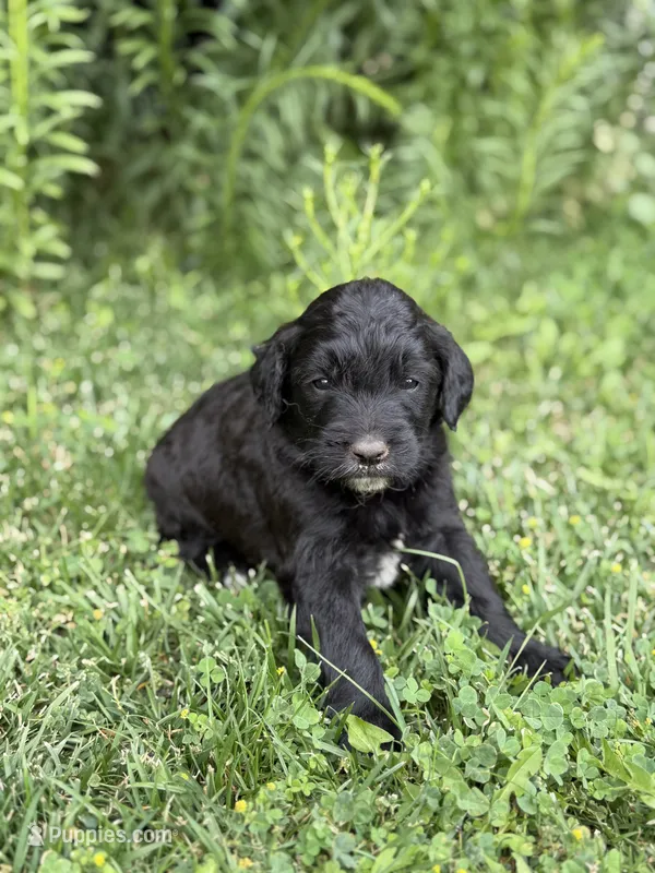 Charlie  – Goldendoodle puppy for sale in Show Low, AZ