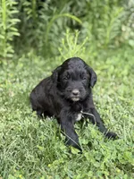 Charlie , a female Goldendoodle for sale in Show Low, AZ – 1 of 3
