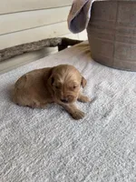 Jake (blue), a male Golden Retriever for sale in Show Low, AZ – 3 of 6