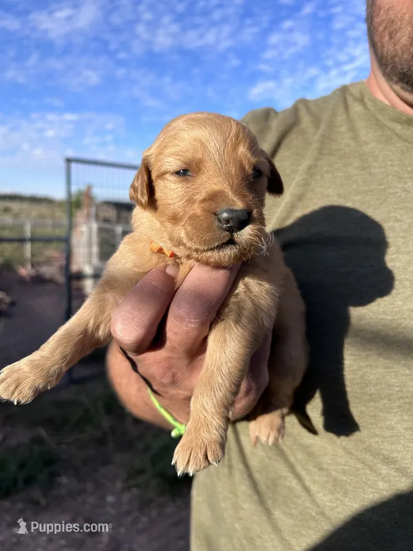 Buddy (orange) – Golden Retriever puppy for sale in Show Low, AZ