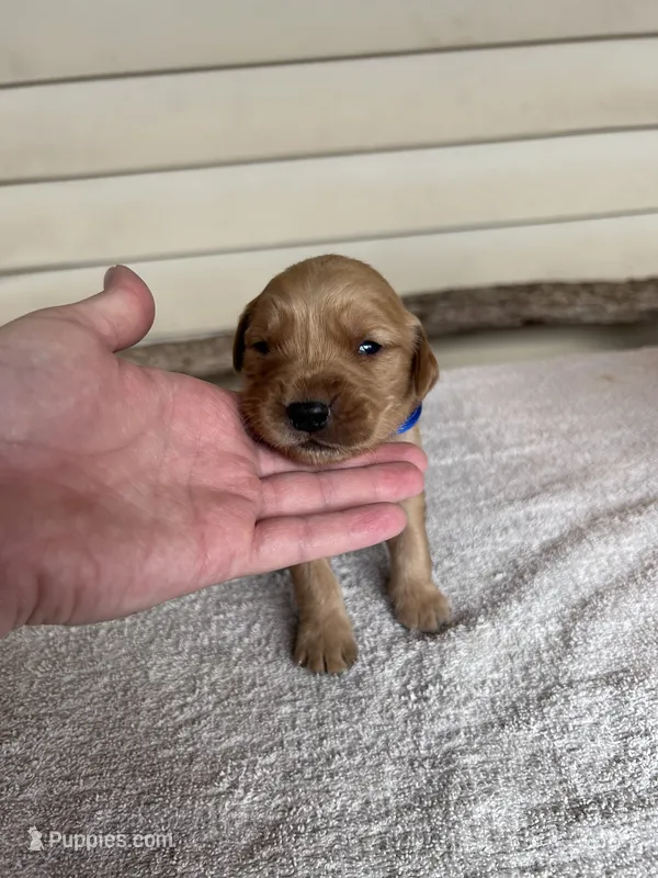 Jake (blue) – Golden Retriever puppy for sale in Show Low, AZ
