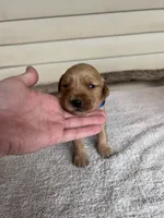 Jake (blue), a male Golden Retriever for sale in Show Low, AZ – 1 of 6
