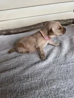 Roxie (pink), a female Golden Retriever for sale in Show Low, AZ – 4 of 6