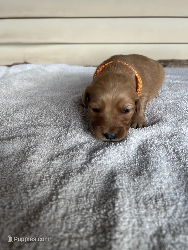 Buddy (orange) – Golden Retriever puppy for sale in Show Low, AZ