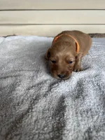 Buddy (orange), a male Golden Retriever for sale in Show Low, AZ – 1 of 6