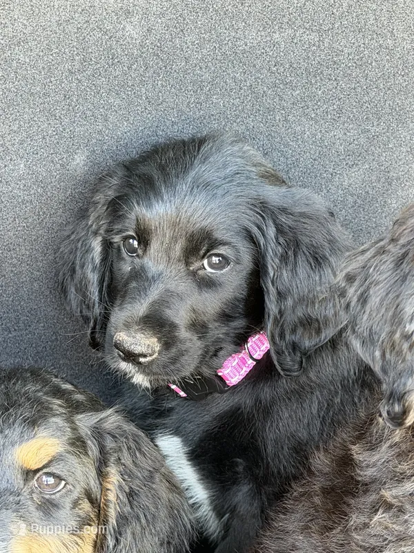 Winnie – Goldendoodle puppy for sale in Show Low, AZ