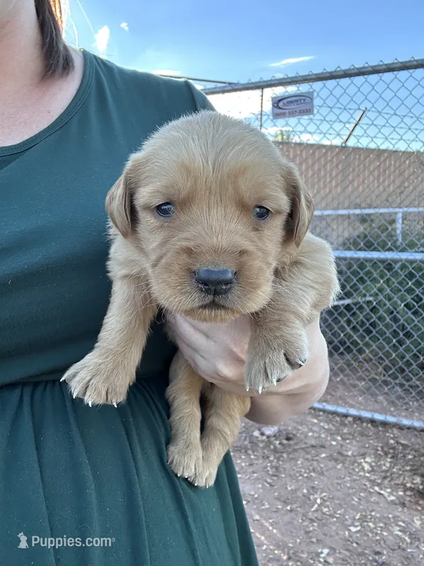 Jake (blue) – Golden Retriever puppy for sale in Show Low, AZ